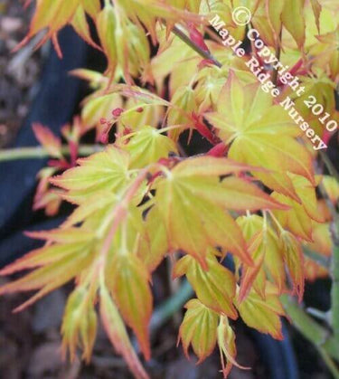 Acer palmatum 'Katsura' Yellow Japanese Maple
